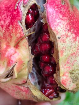 Gránátové jablko- Ovocie, nie rastlinka - 8