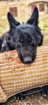 Nemecký ovčiak šteniatka - 8