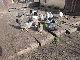 Násadove vajička-Vlaška Strieborná - 8