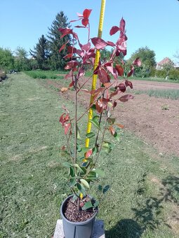 vavrínovec, červienka, živý plot - 8