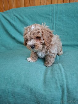 Maltipoo - 8
