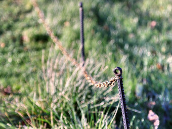 CZJ Tessar 50mm / F2,8 / M42 / Zebra - 8