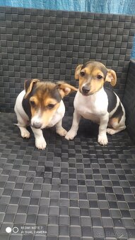 Jack Russell terier. - 8