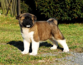 Americka akita - 8
