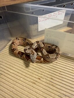 Boa Constrictor - Velhad kralovsky - 8