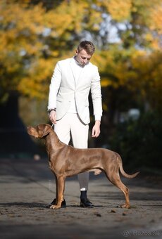 Louisianský leopardí pes Catahoula krytie - 8