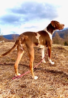 Louisianský leopardí pes - šteniatka s PP - 8