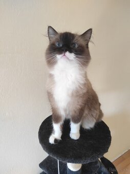 Ragdoll mačka - 8