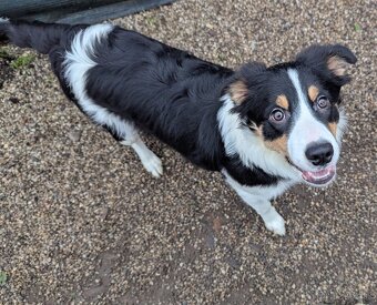 Border kolia tricolor - 8