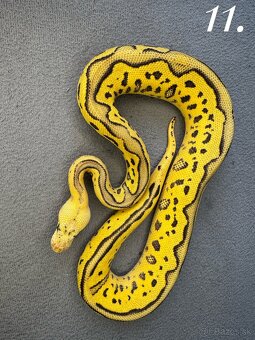 Predam mláďatá Python regius 2024 - 8