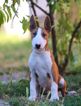 Bullterrier, Bullterier, Bulterier - 8