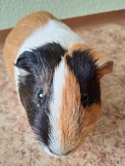 Predám morčatá, samec mesačný, samice ročné - 8