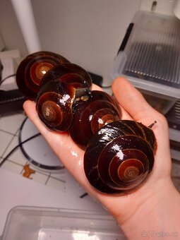 Slimak africký - 8