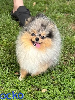 Pomeranian mini - 8