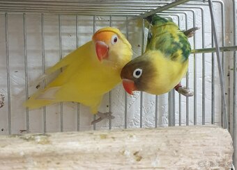 Agapornis škraboškovy - 8