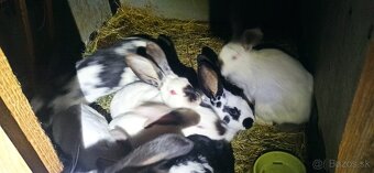 Predam mladé 3 mesačne krížence - 8