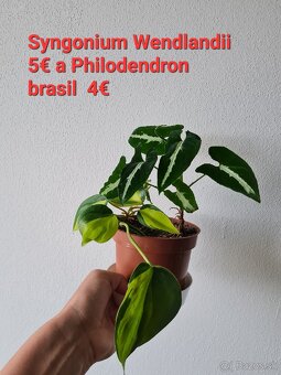 Epipremnum, philodendron a iné izbovky - 8