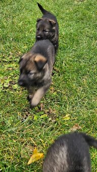 nemecký ovčiak šteniatka - 8