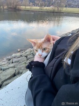 Dvojročný kocúrik plemena Devon rex si hľadá nový domov - 8
