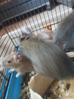 Osmak degu - 8