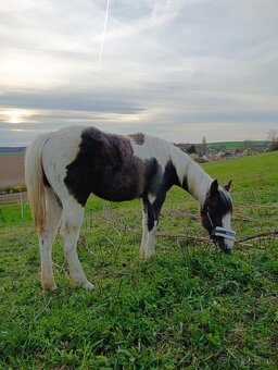 Ročná kobylka arab/painthorse - 8
