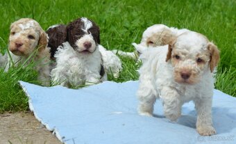 LAGOTTO ROMAGNOLO S PP/Italský vodní pes - 8