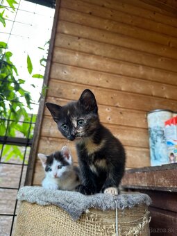 DARUJEM MAČIATKA – 2 mesiace, hravé a prítulné - 8