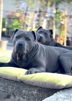 Amstaff šteniatka -verný modrý priatelia - 8