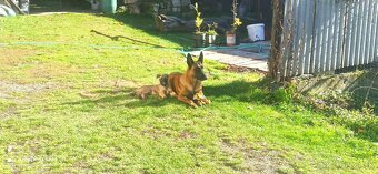 Belgický ovčiak malinois - 8