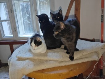 Darujem mačičky - 8