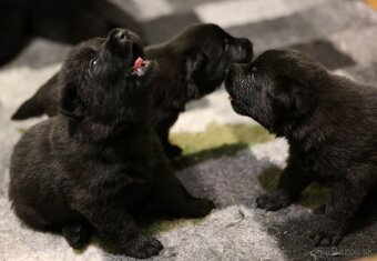 Nemecký ovčiak  s PP - 8