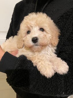 Maltipoo - 8