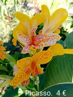 Kana indická (Canna indica) hľúzy. - 8