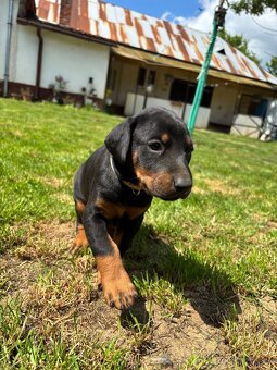 Šteniatka doberman - 8