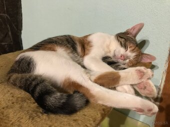 mačiatka - 8