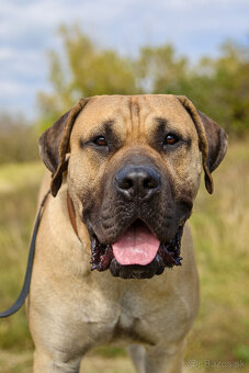 Kanarska Doga / Presa Canario s PP - 8