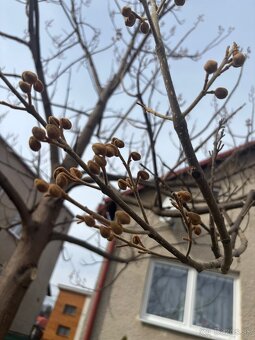 Paulownia Hybrid - 8