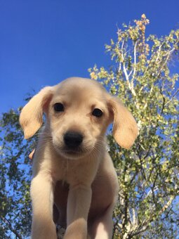 miešaní labrador retriver - 8