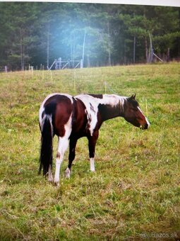 paint horse - 8