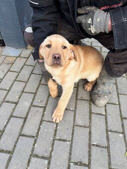 Labrador - 8