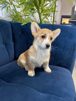 Welsh corgi pembroke - 8