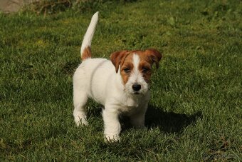 Jack Russell teriér s PP - 8