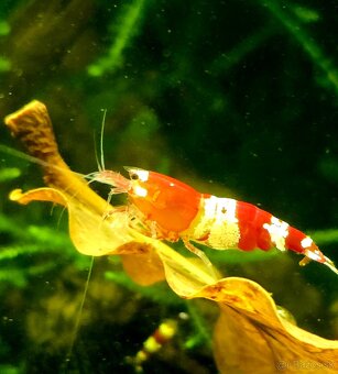 Krevetky Caridina Crystal Black a Crystal Red - 8
