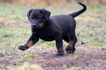 Beauceron - francouzský ovčák s PP (FCI) - 8