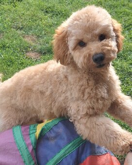 Pudlik pudel trpasličí,psík - 8