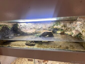 Rozpredam aquaristiku - 8