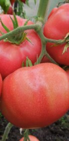 Predaj domácich semienok paradajky - 8