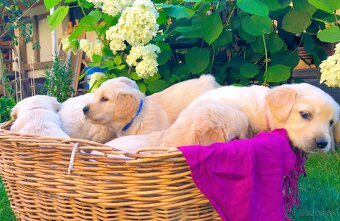 Zlatý retriever - 8