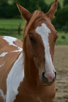 American Paint Horse - 8