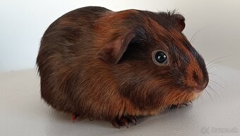 Morské prasiatka - 8